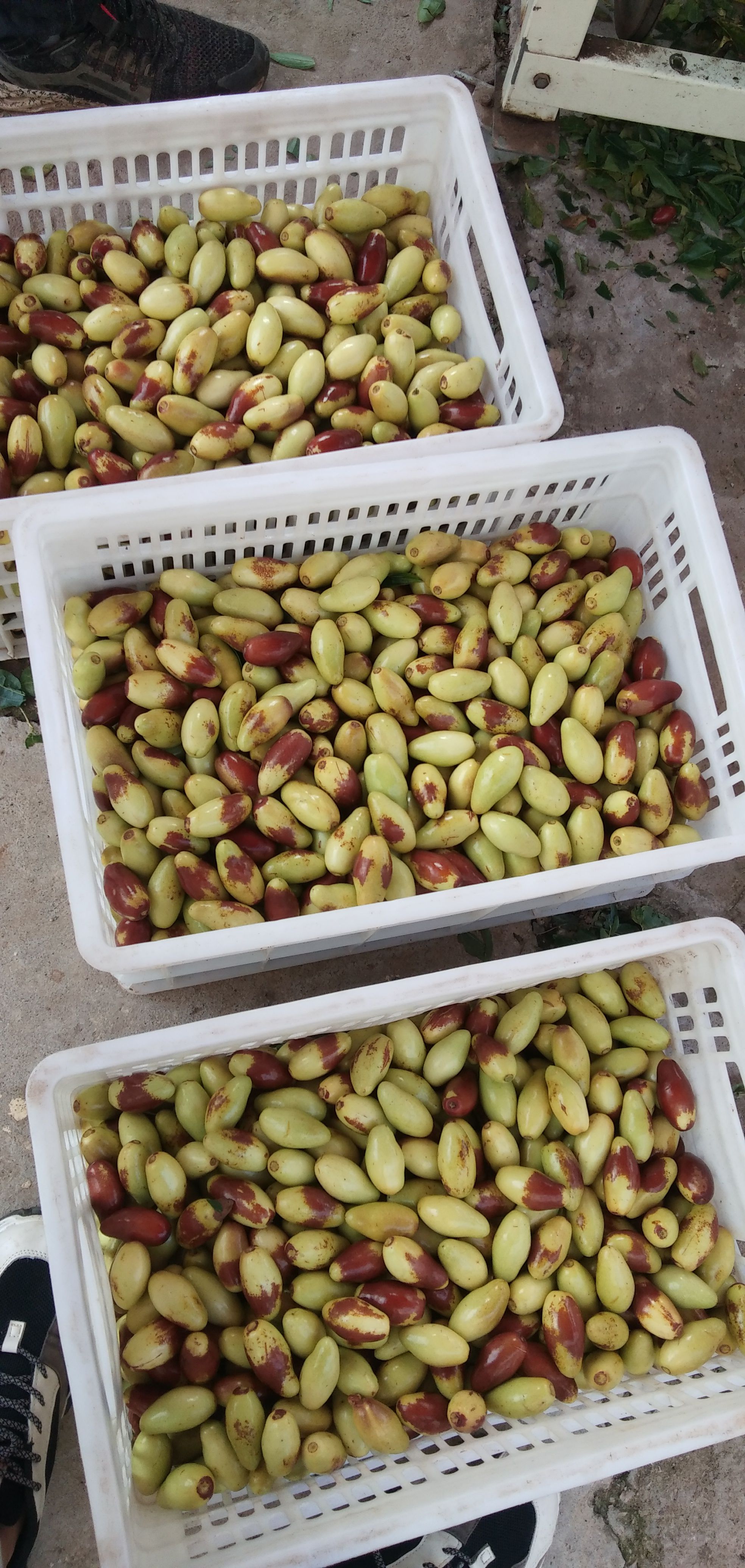  马牙枣