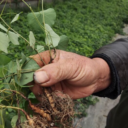 樟树市粉防己种苗 防己苗，一年苗，根果已成型，栽了就直接长果