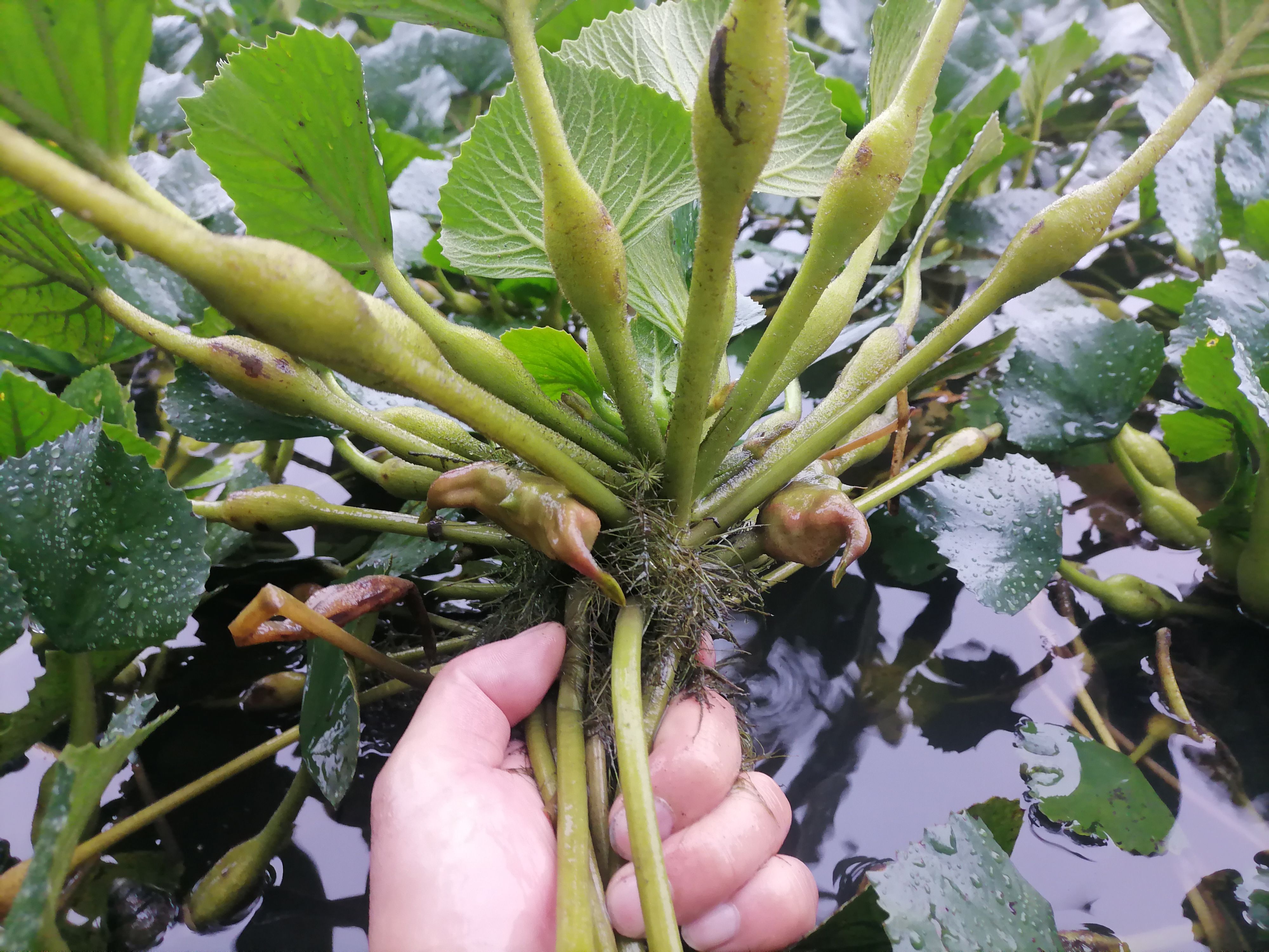菱角种子种苗大青菱角高产水生植物老菱角种子红菱角种子成活率高