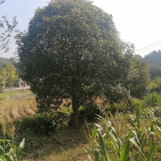 咸宁金桂 桂花