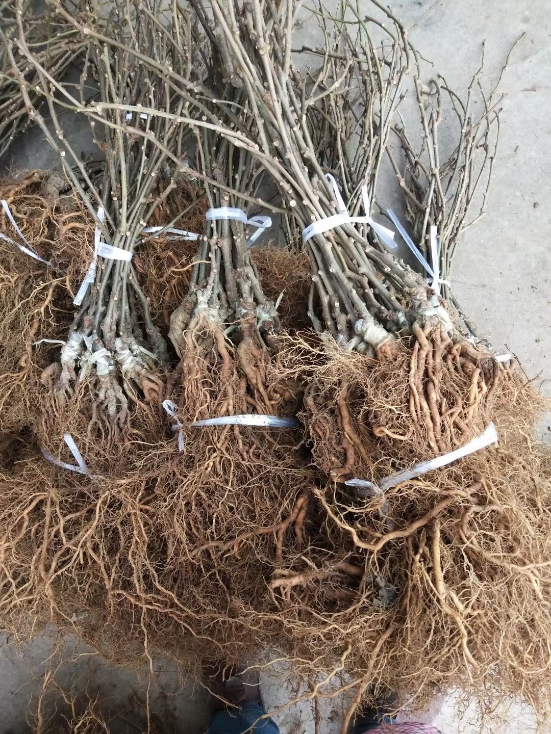苍溪红心猕猴桃苗  苍溪红心弥猴桃苗，产地直供嫁接苗，可提供技术。