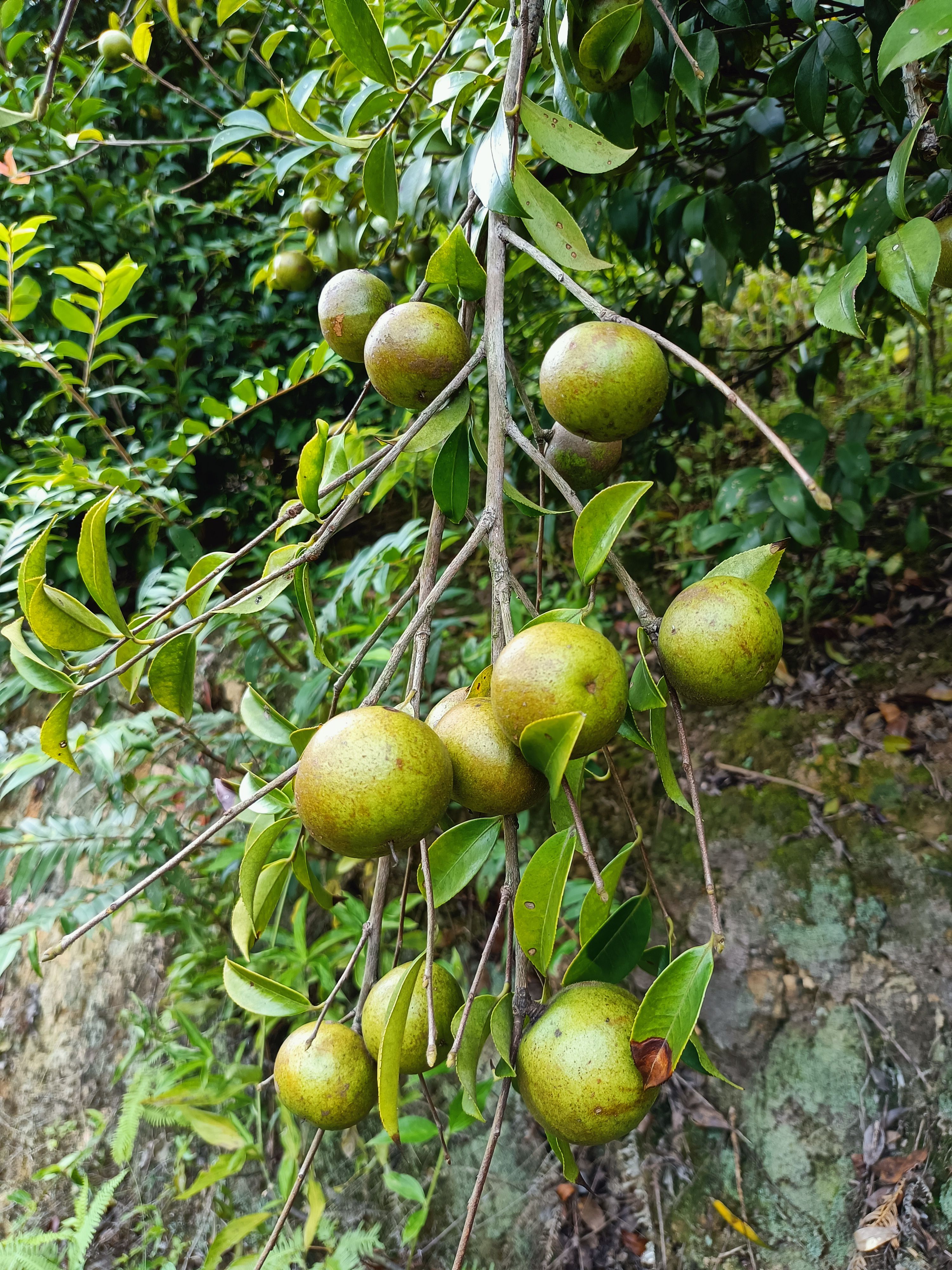  野生茶籽