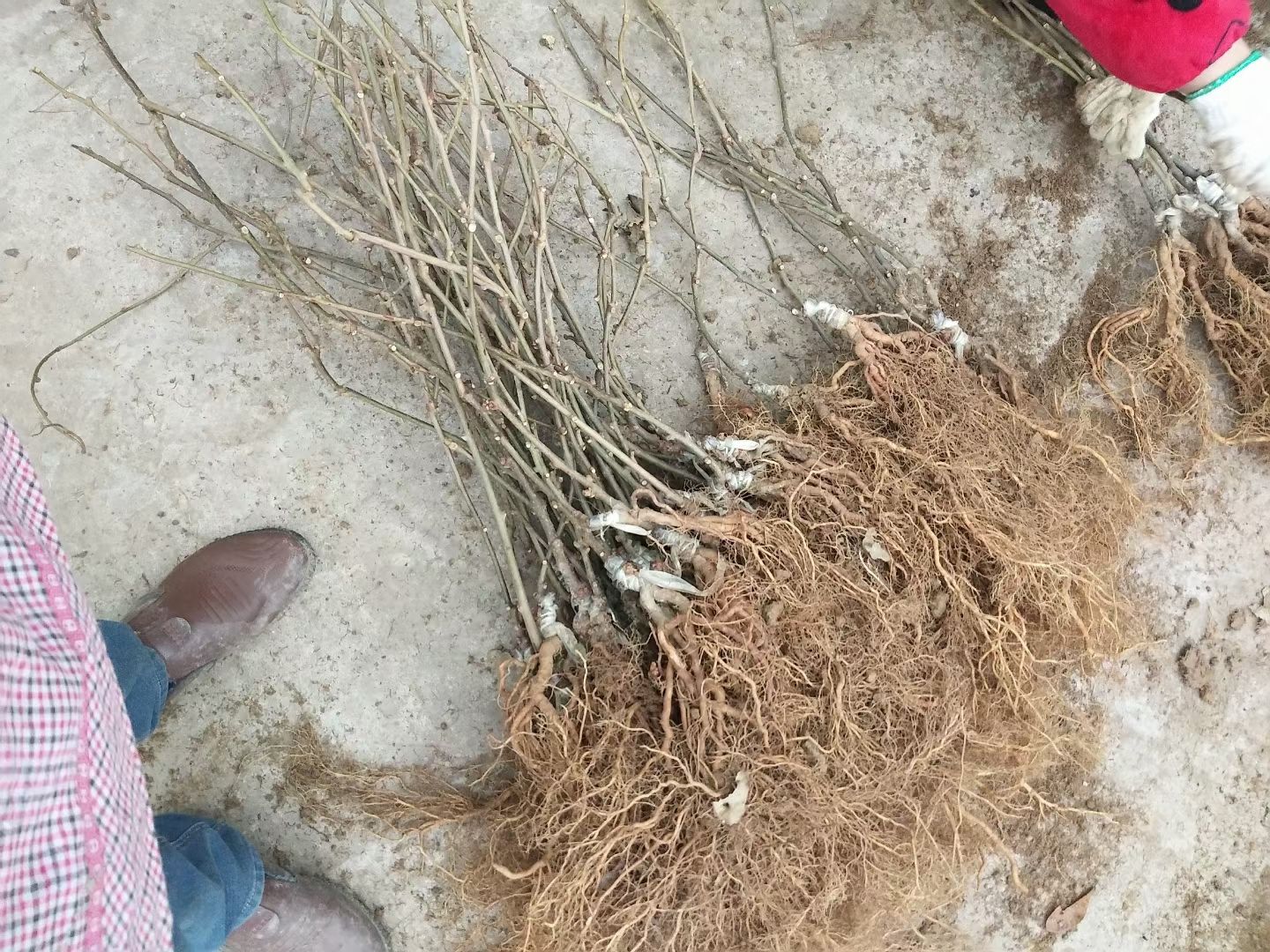 苍溪红心猕猴桃苗  苍溪红心弥猴桃苗，产地直供嫁接苗，可提供技术。