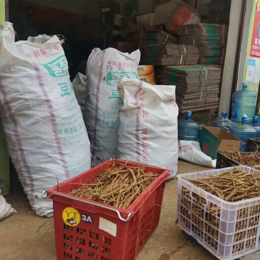 会东县 新鲜的当归上市欢迎喜欢的朋友购买