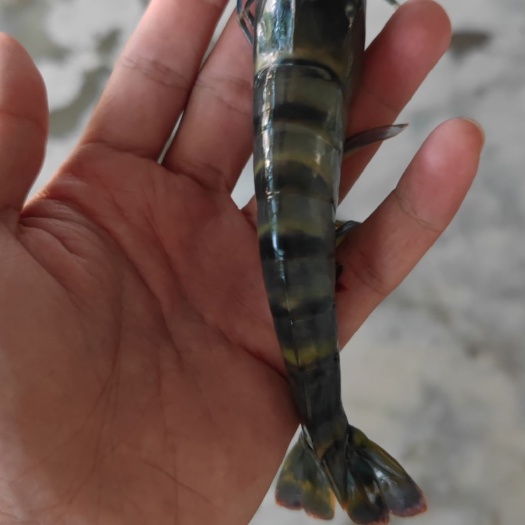 琼海市草虾 源地直发，物美价廉
