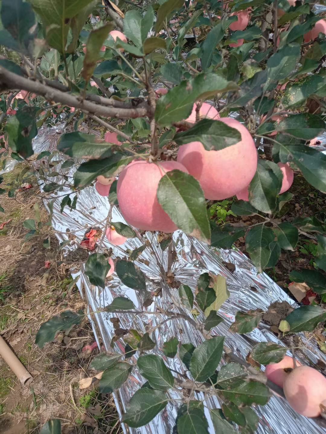 红富士苹果 陕西省咸阳市礼泉县 纸+膜袋 