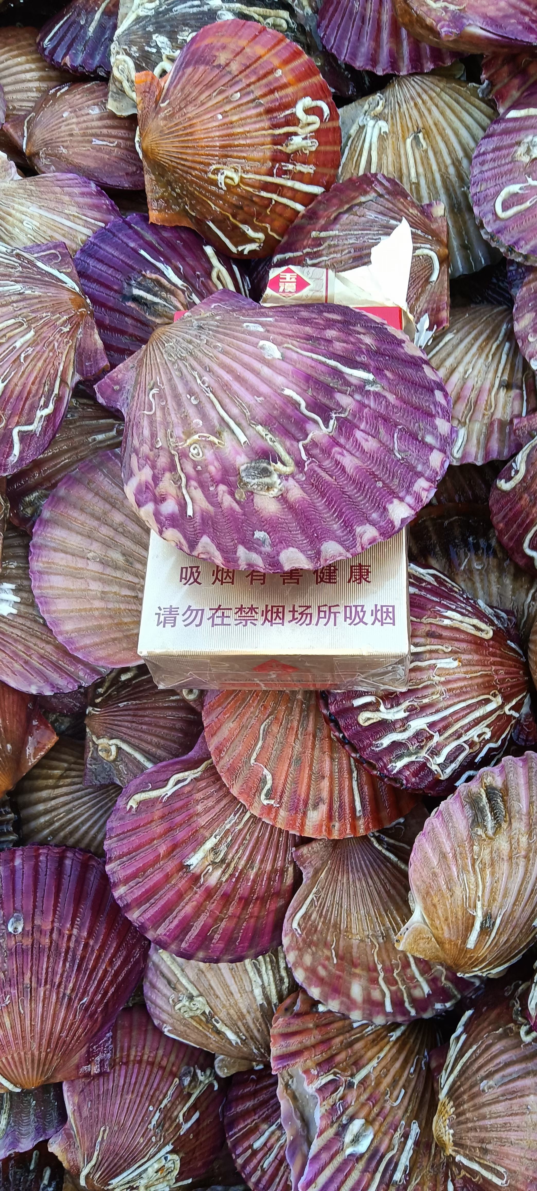 海湾扇贝 港湾贝