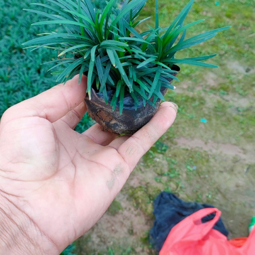 中山市玉龙草