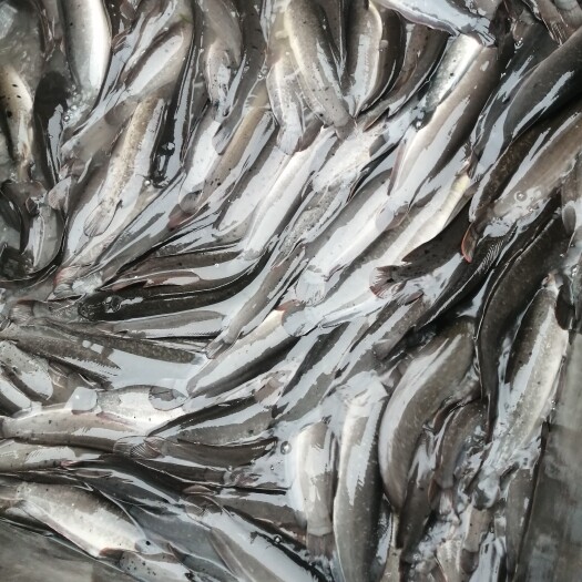 来凤县埃及塘鲺 胡子鲢