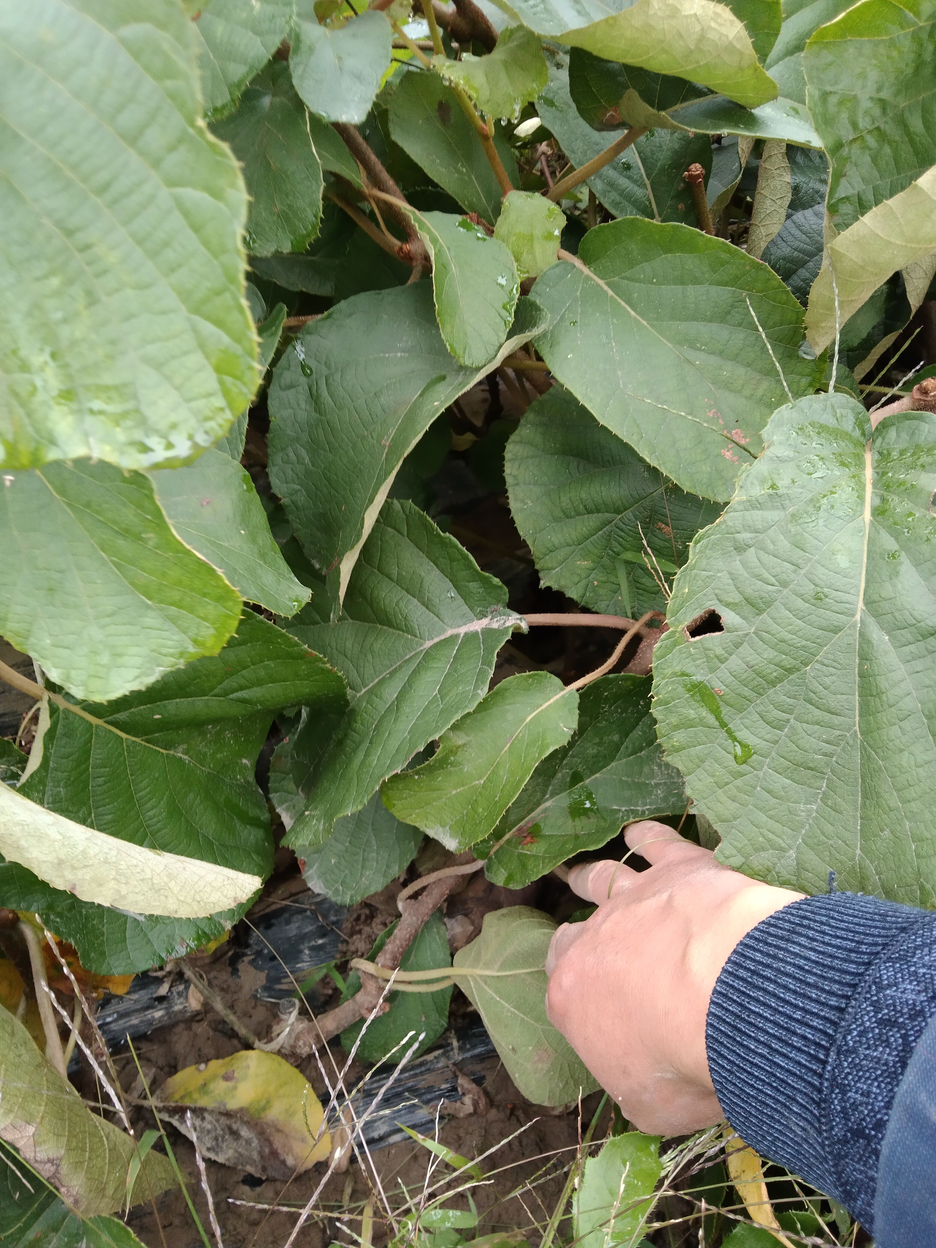 徐香猕猴桃苗正品嫁接徐香猕猴桃苗足三年大苗徐香猕猴桃苗。