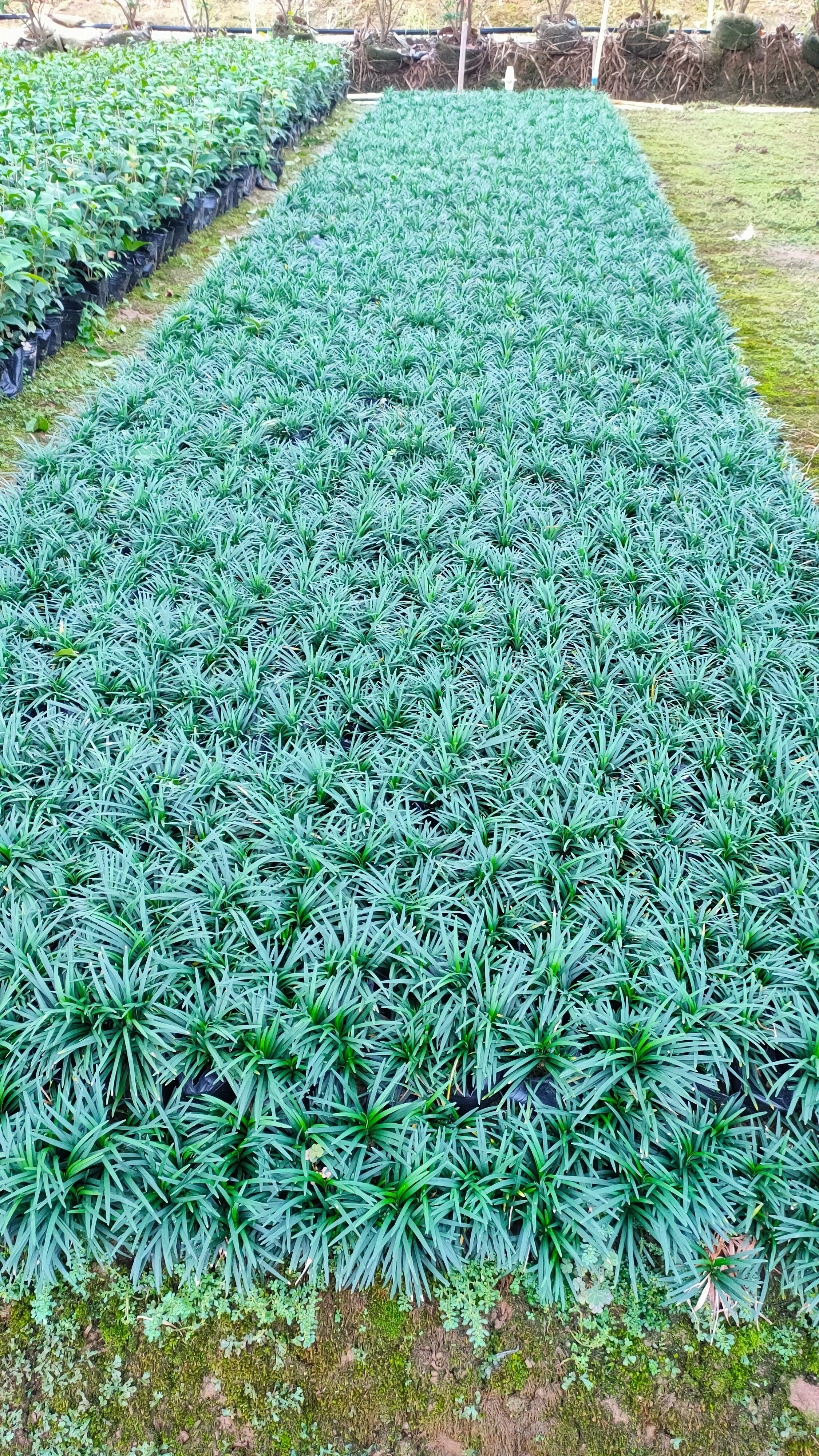 玉龙草