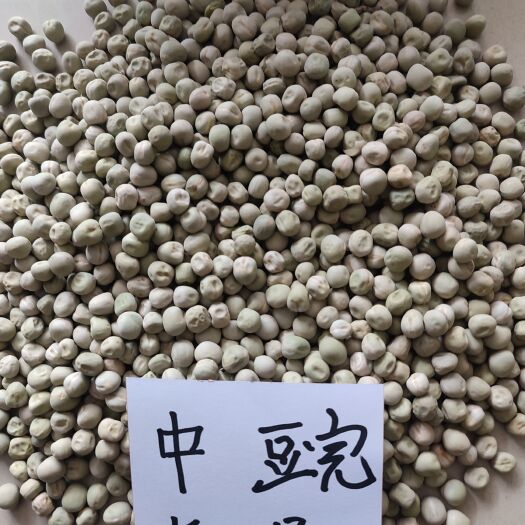 武威豌豆种子 散装