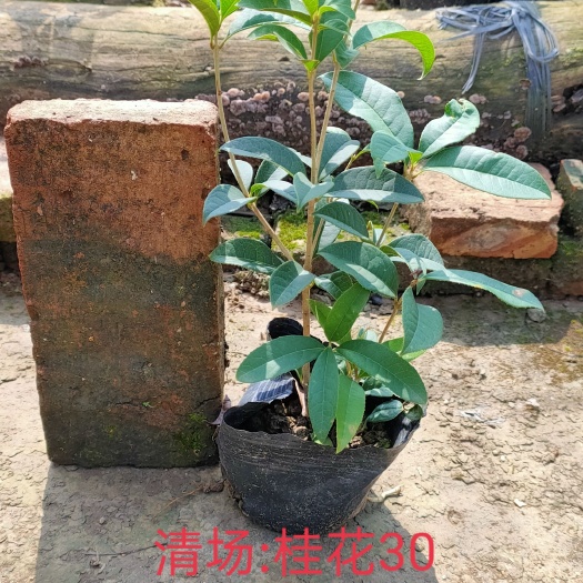 中山市桂花树苗 