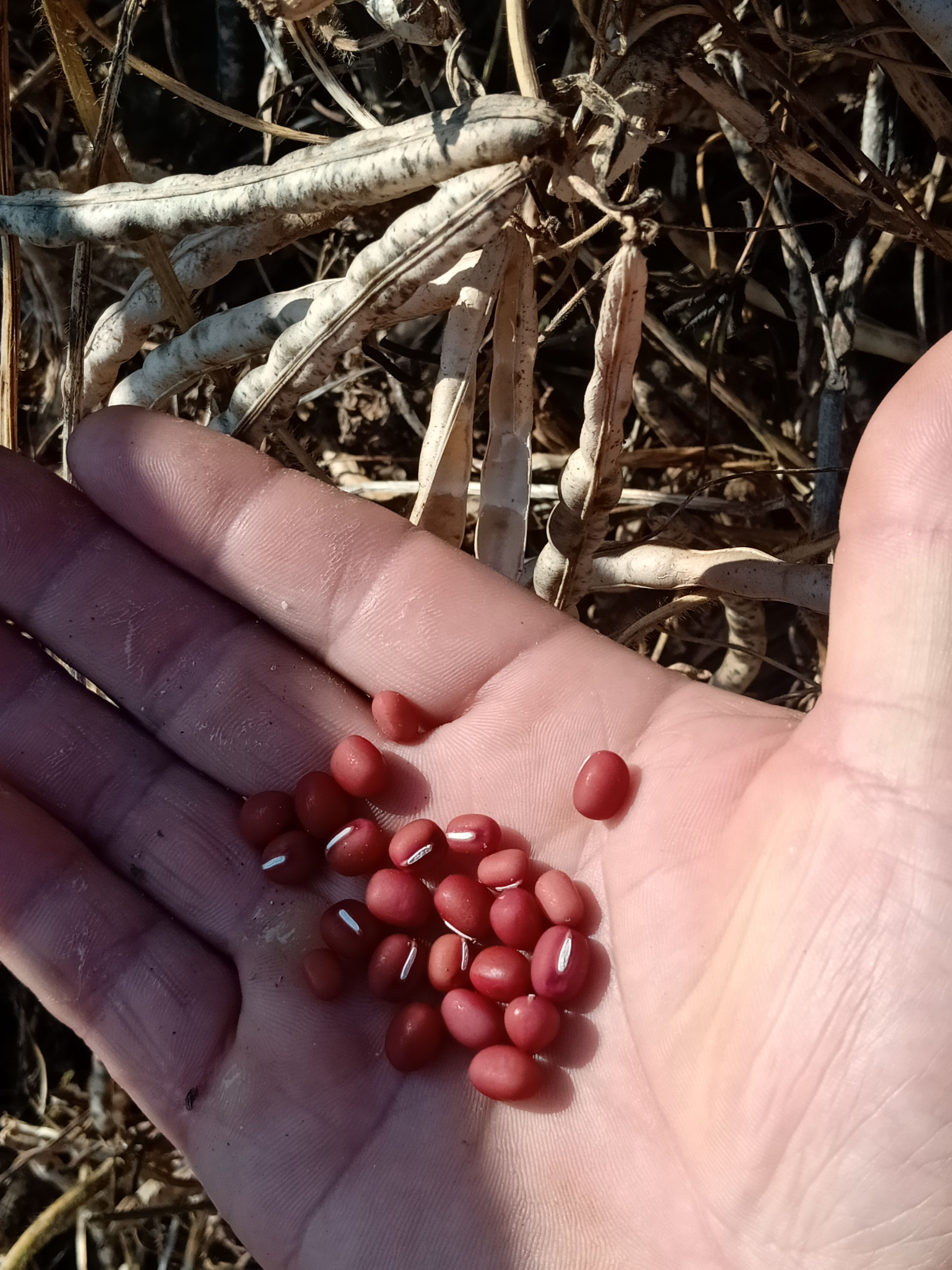 红小豆，日本红，农安红