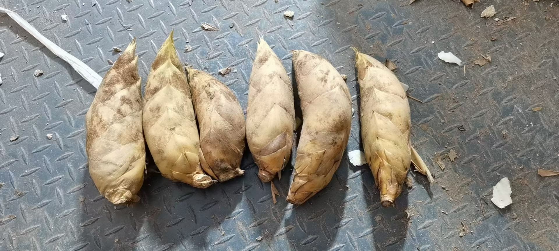  安徽绩溪高山冬笋