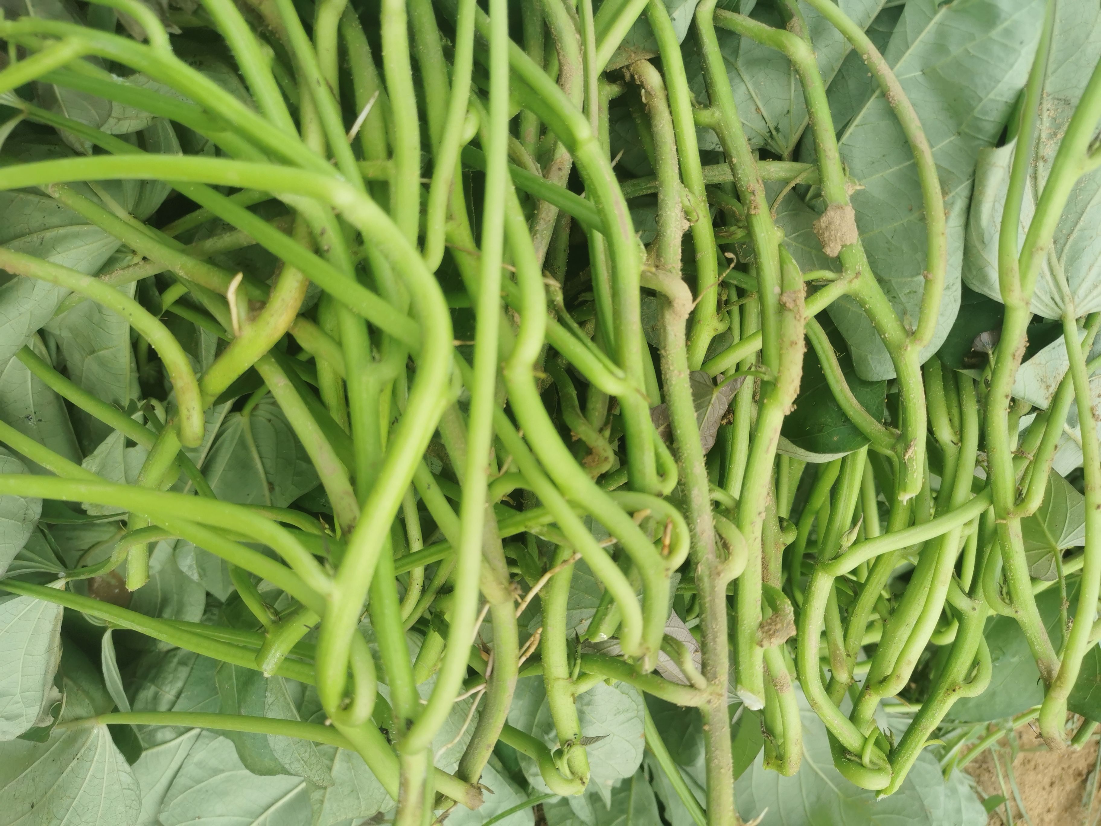 西瓜红红薯苗  西瓜红苗，精品西瓜红脱毒苗，优质西瓜红苗子