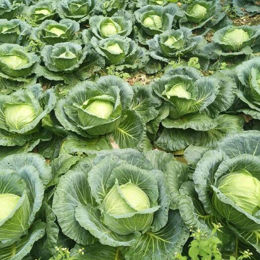 固原 大量包菜，，联系