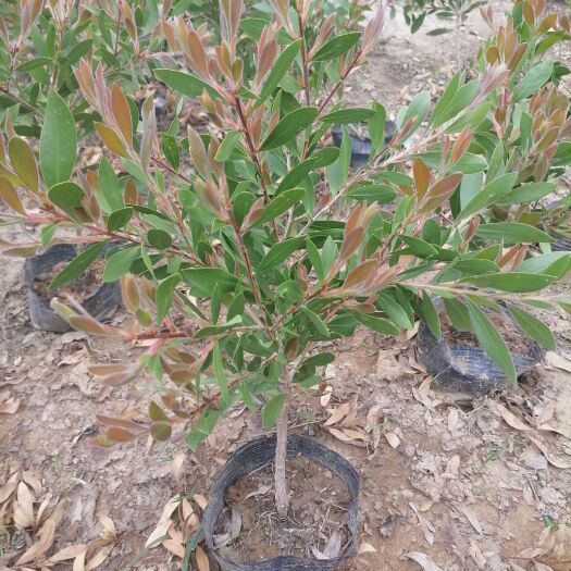 阳朔县美花红千层一年开花四次
