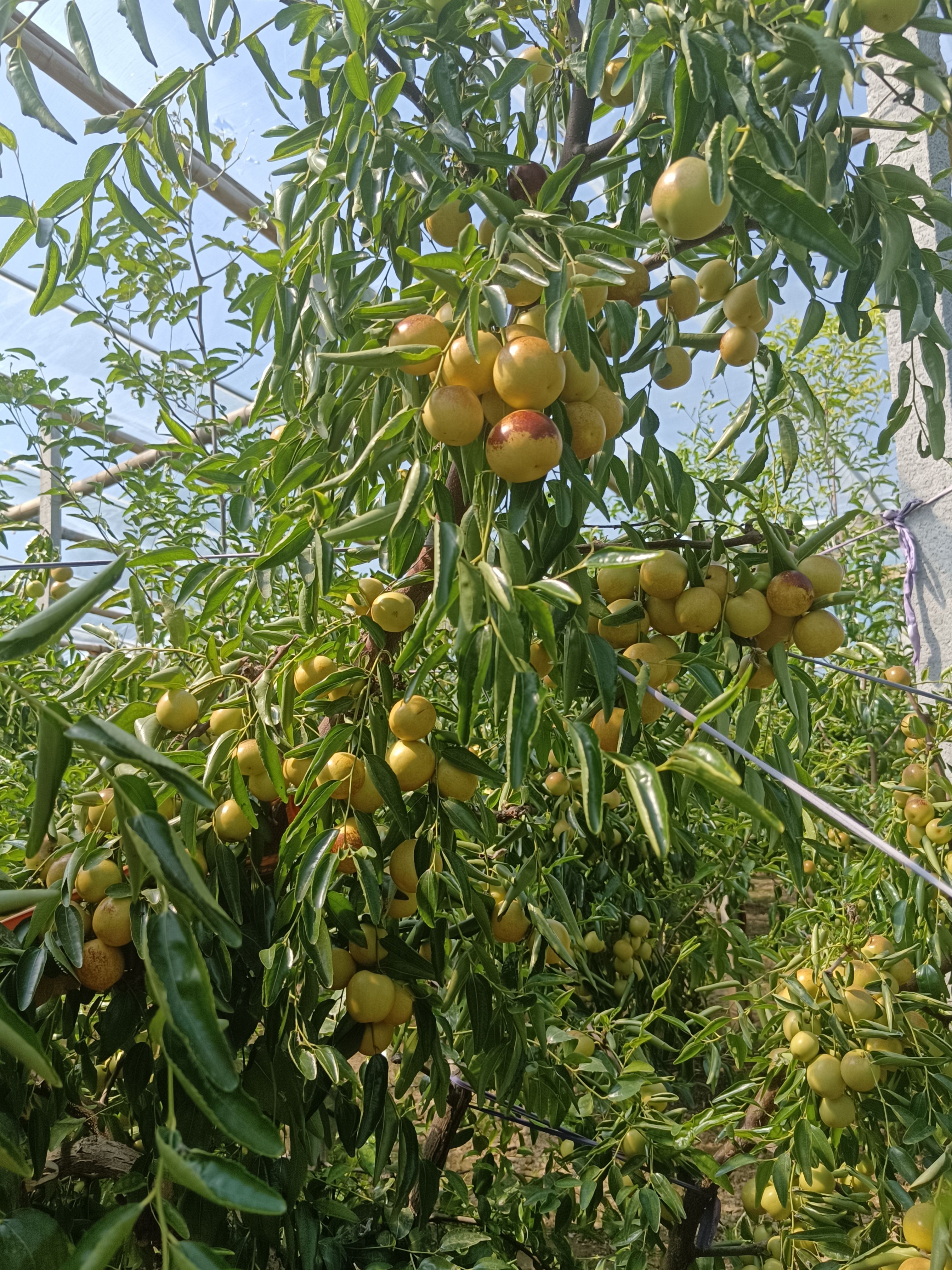 沾化脆甜一级中果冬枣，对接各大电商平台，商场超市！