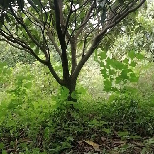 咸宁大五星枇杷苗 枇杷树