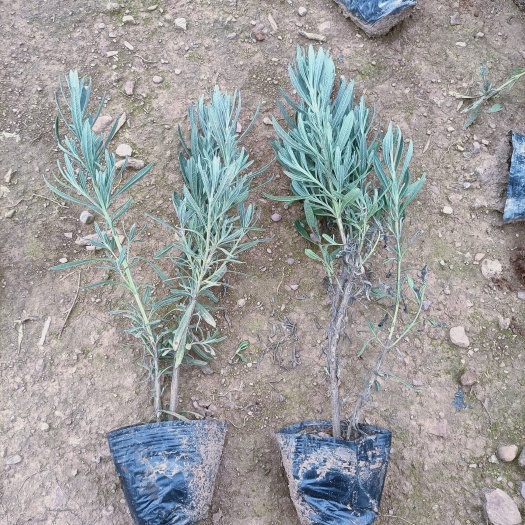 甜薰衣草 鸿霖绿化苗圃有限公司