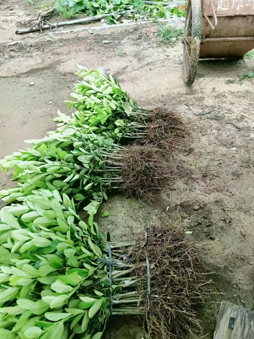  广东香水柠檬苗