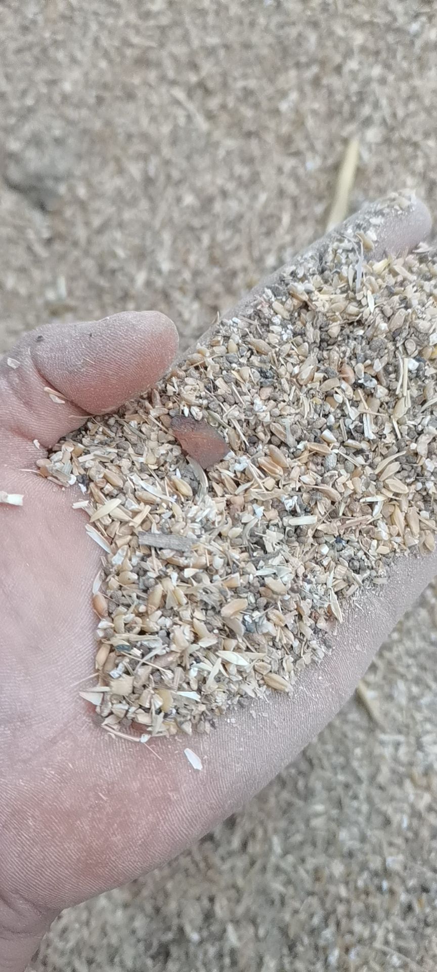 干玉米 碎玉米