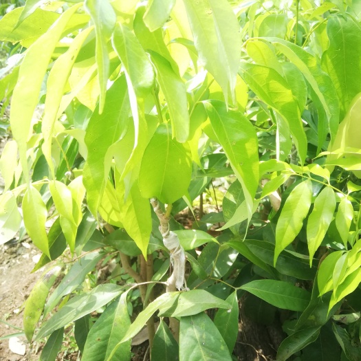 灵山县妃子笑荔枝苗 妃子笑果苗