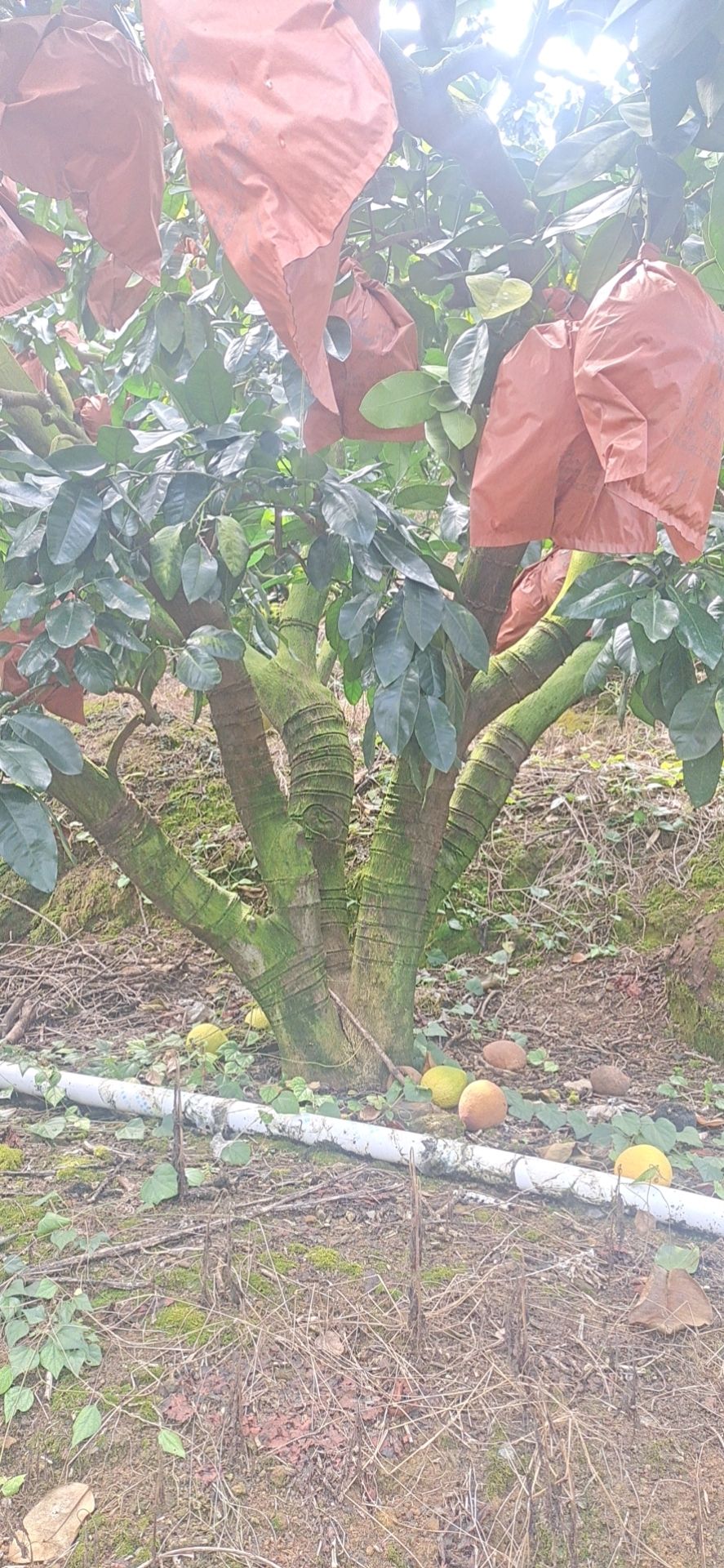 三红柚，红柚，白柚，正宗平和蜜柚老树三十年