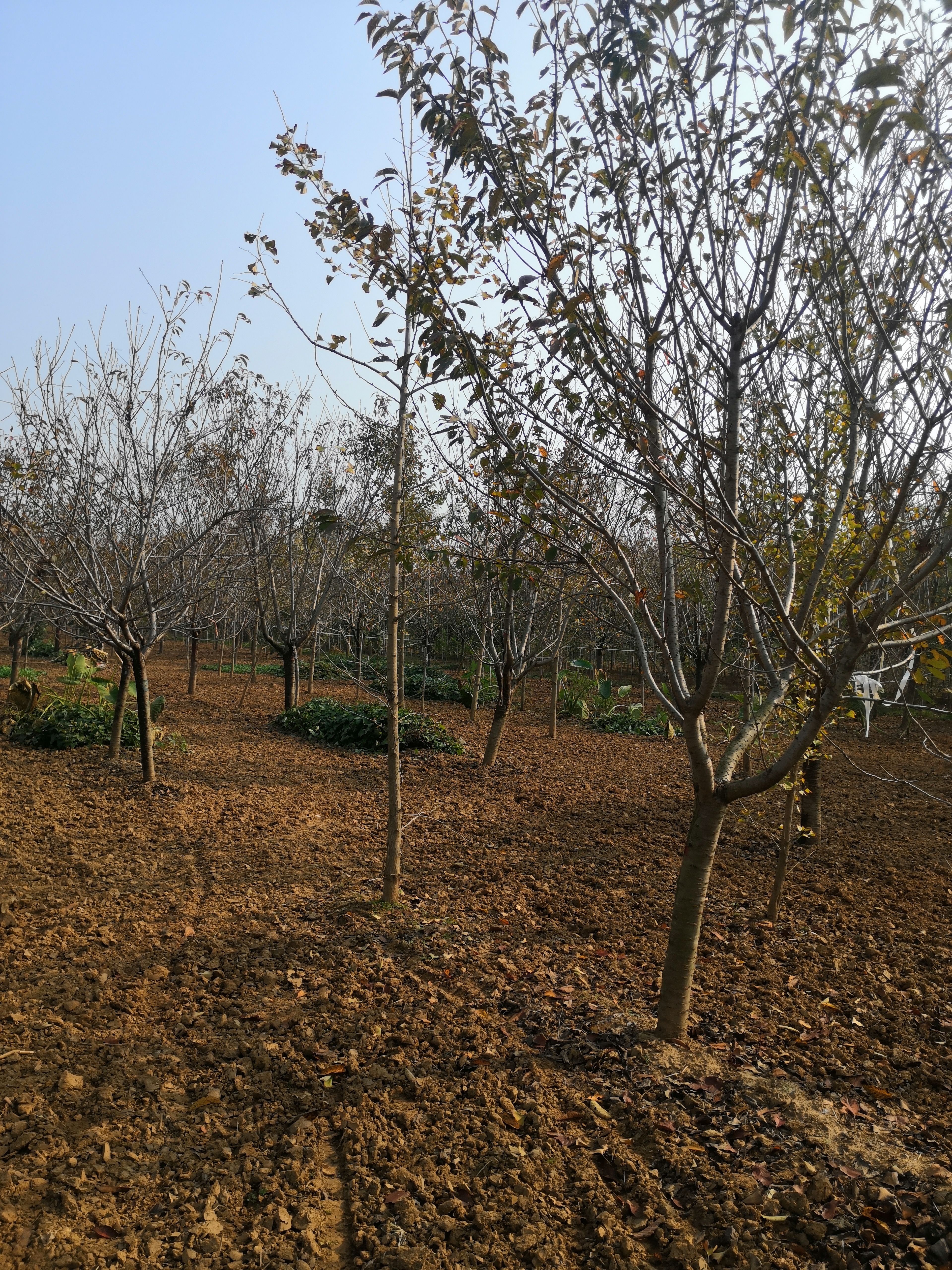 樱花树苗 晚樱 山樱树苗