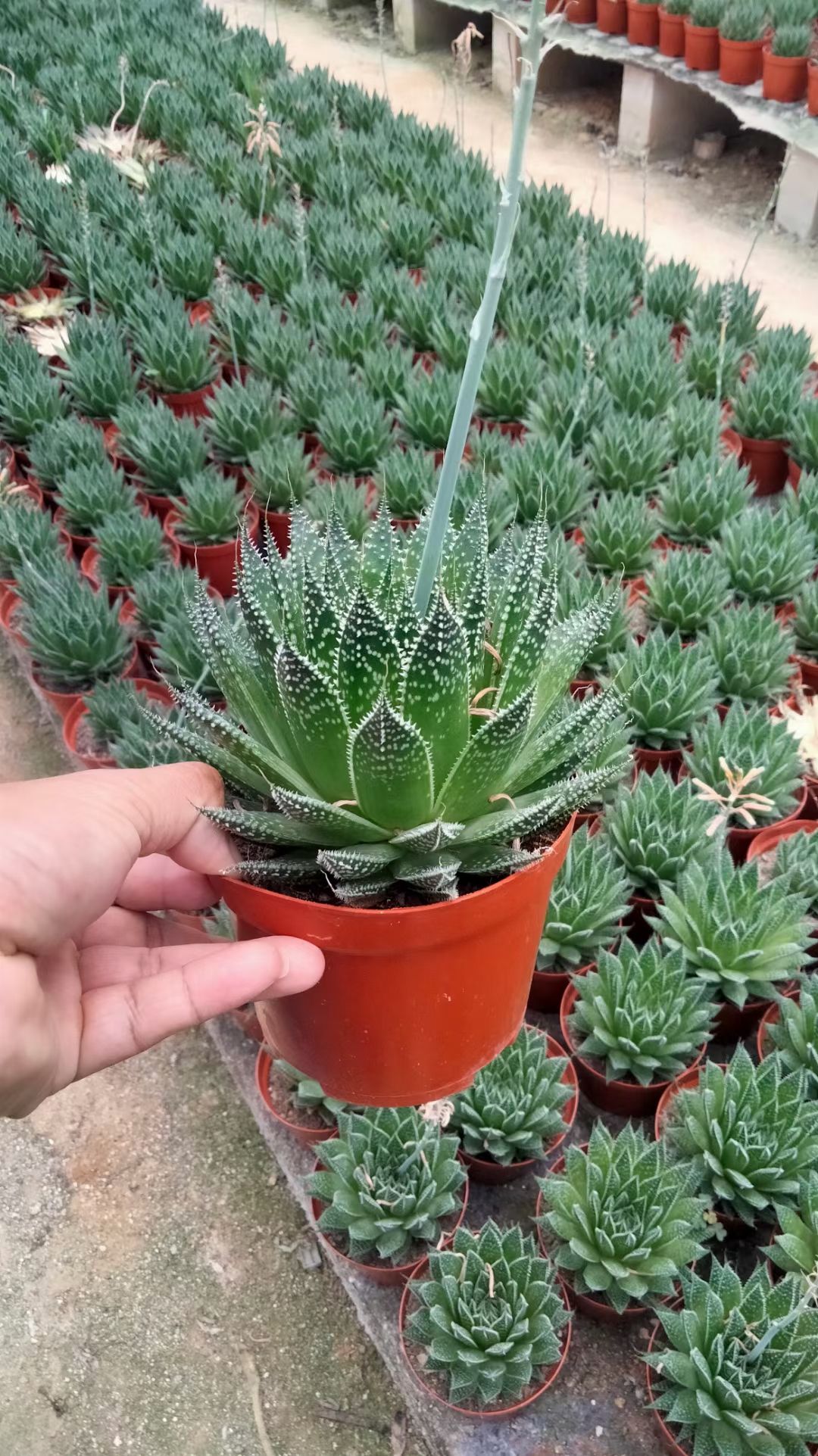 波露 多肉植物 福建花卉种植基地 发货运物流（不包邮）