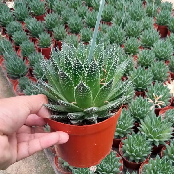 波露 多肉植物 福建花卉种植基地 发货运物流（不包邮）