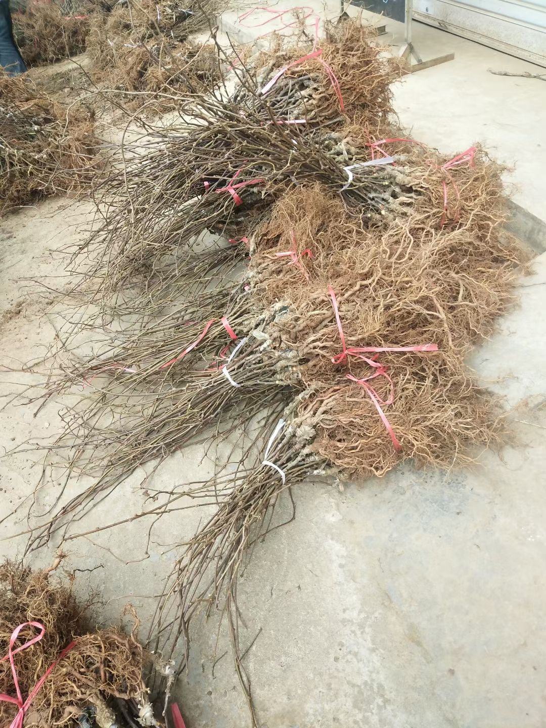 苍溪红心猕猴桃苗  苍溪红心弥猴桃苗，产地直供嫁接苗，可提供技术。