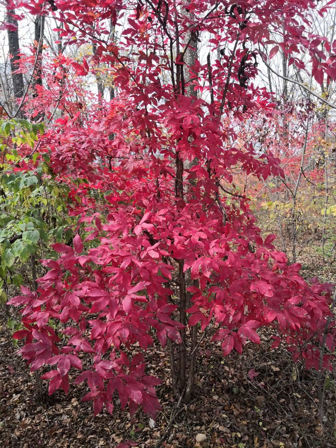 三花槭  拧紧槭苗，拧劲槭，拧筋槭苗