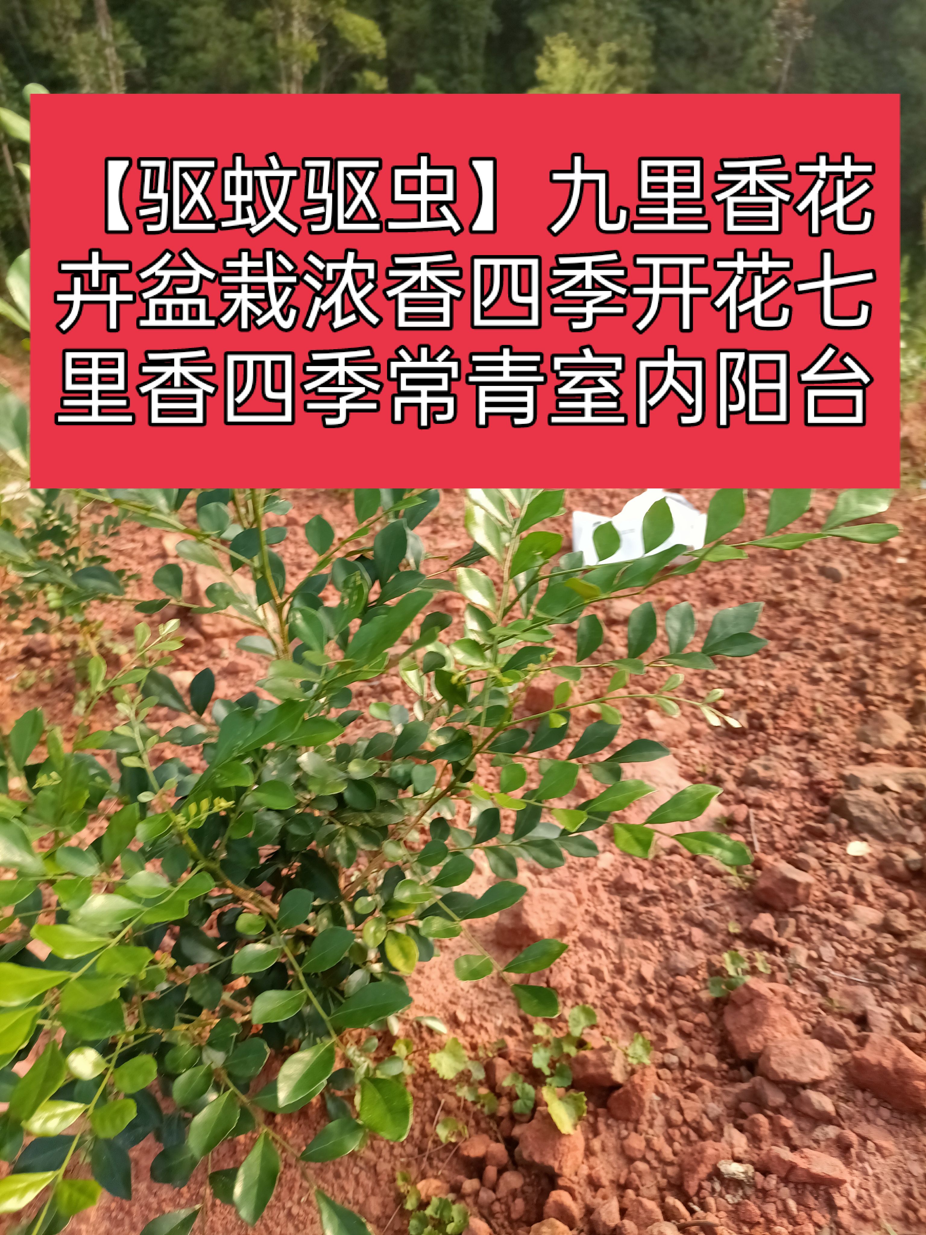 四数九里香 【蚊子克星】九里香花卉盆栽浓香四季开花九里香驱蚊植物室内阳台