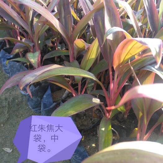 漳浦县彩叶朱蕉  红朱焦（大袋和中袋）