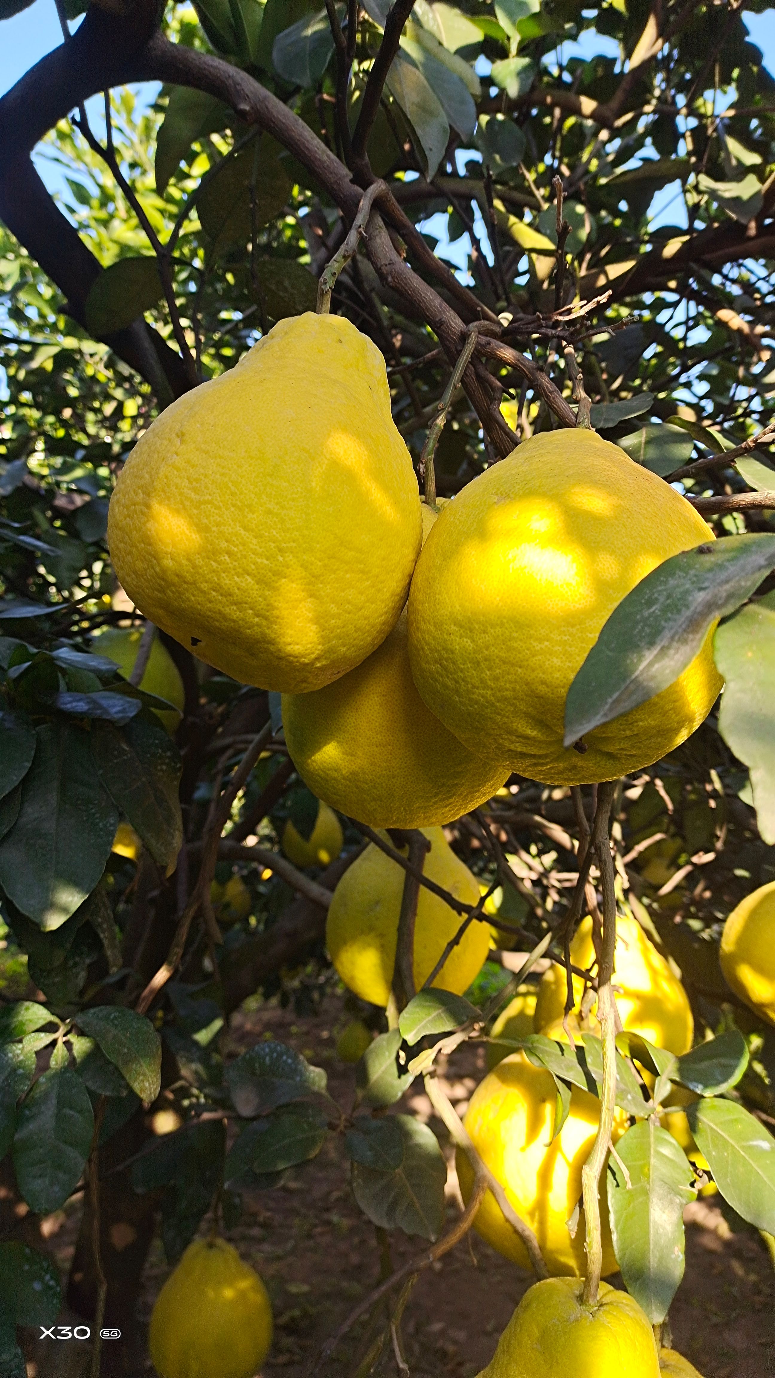 沙田柚，江永香柚，口感好，糖分高