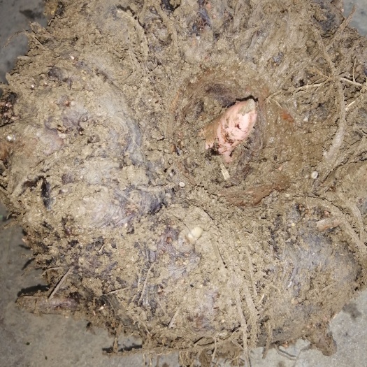 长沙花魔芋 鲜魔芋个头大，质量好，