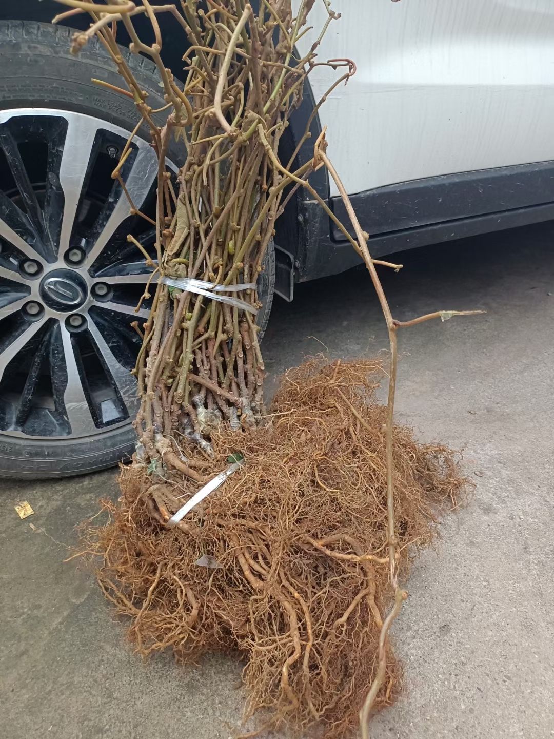 苍溪红心猕猴桃苗  苍溪红心弥猴桃苗，产地直供嫁接苗，可提供技术。