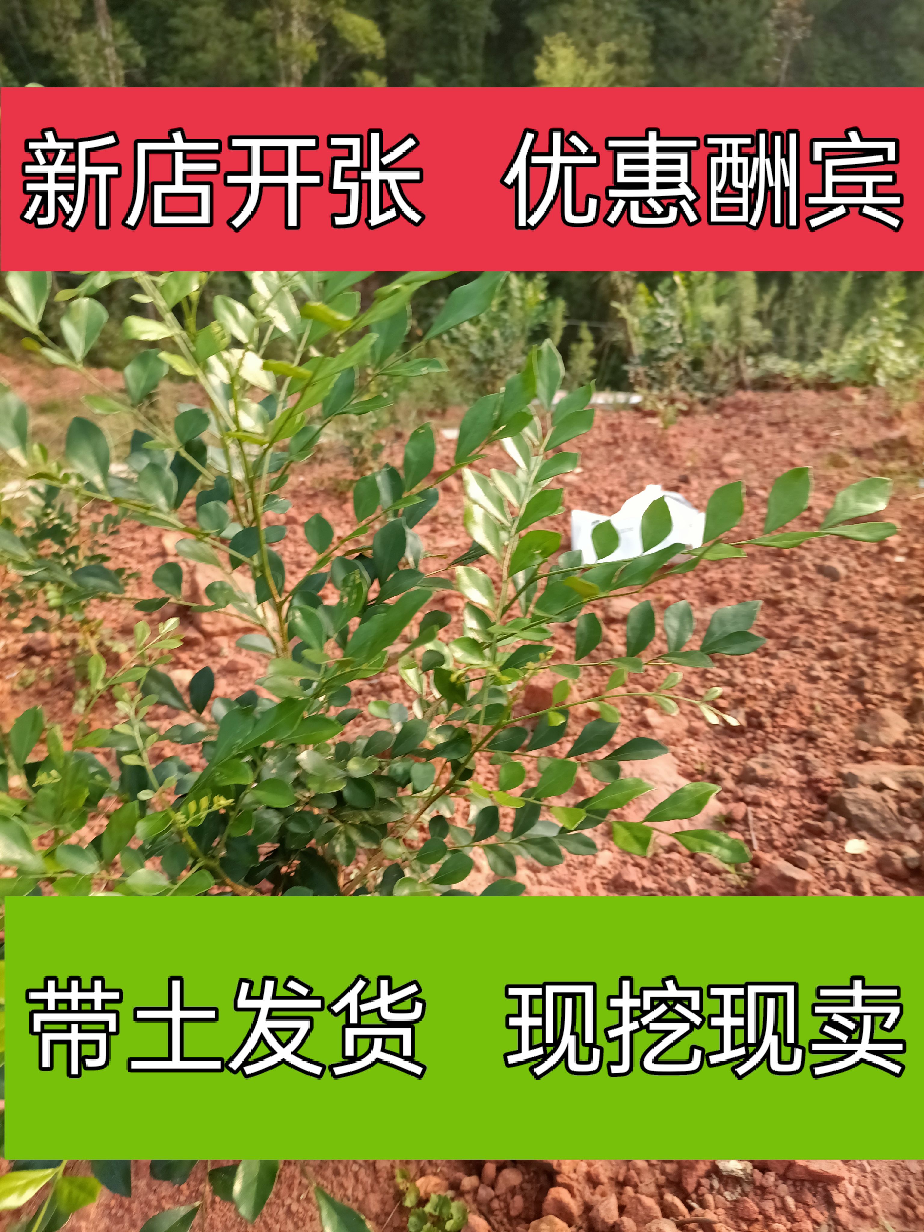 四数九里香 【蚊子克星】九里香花卉盆栽浓香四季开花九里香驱蚊植物室内阳台