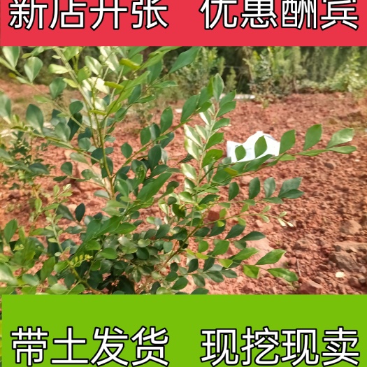 荣县四数九里香 【蚊子克星】九里香花卉盆栽浓香四季开花九里香驱蚊植物室内阳台
