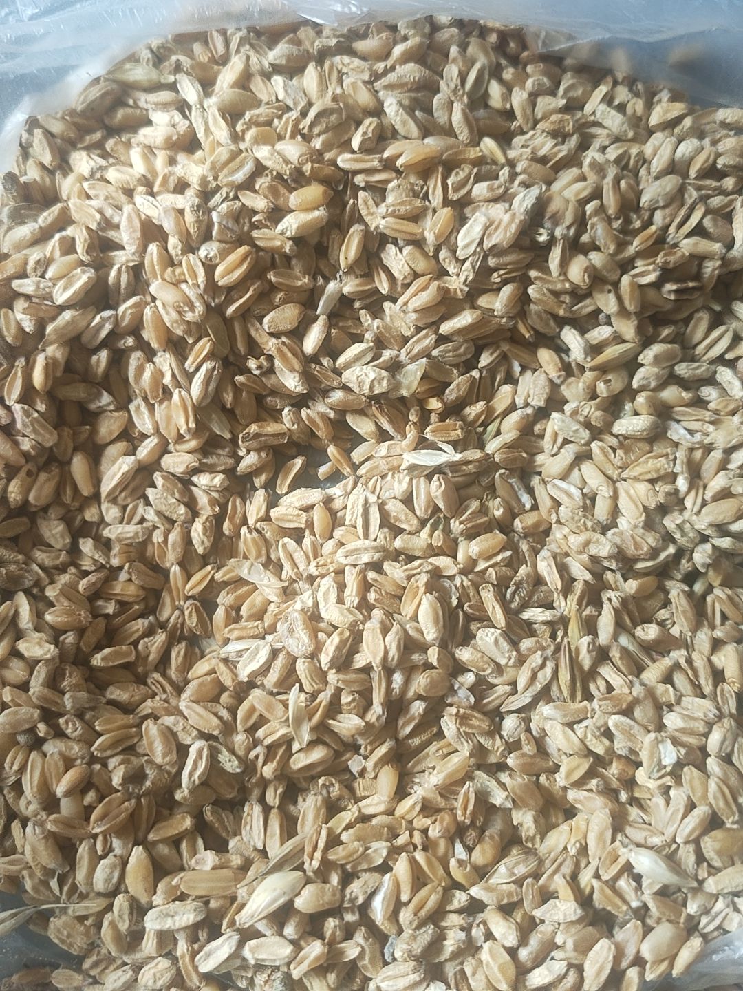 色选瘪麦筛漏碎麦