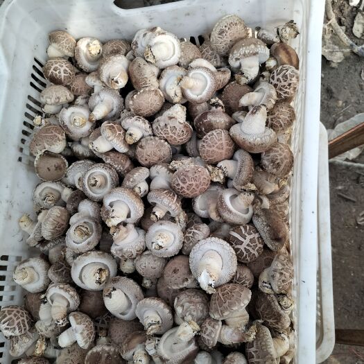 嵩县香菇