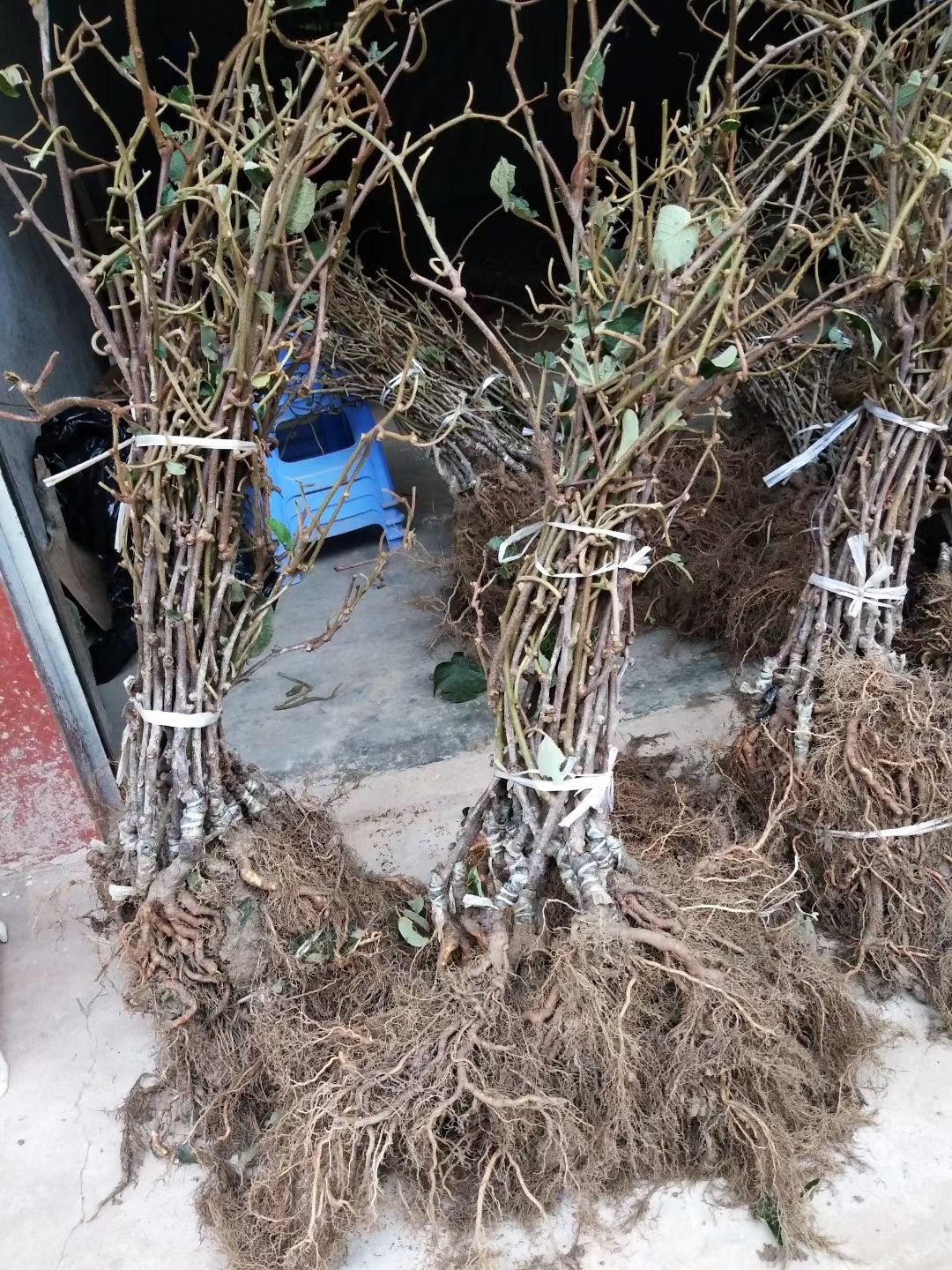 苍溪红心猕猴桃苗  苍溪红心弥猴桃苗，产地直供嫁接苗，可提供技术。