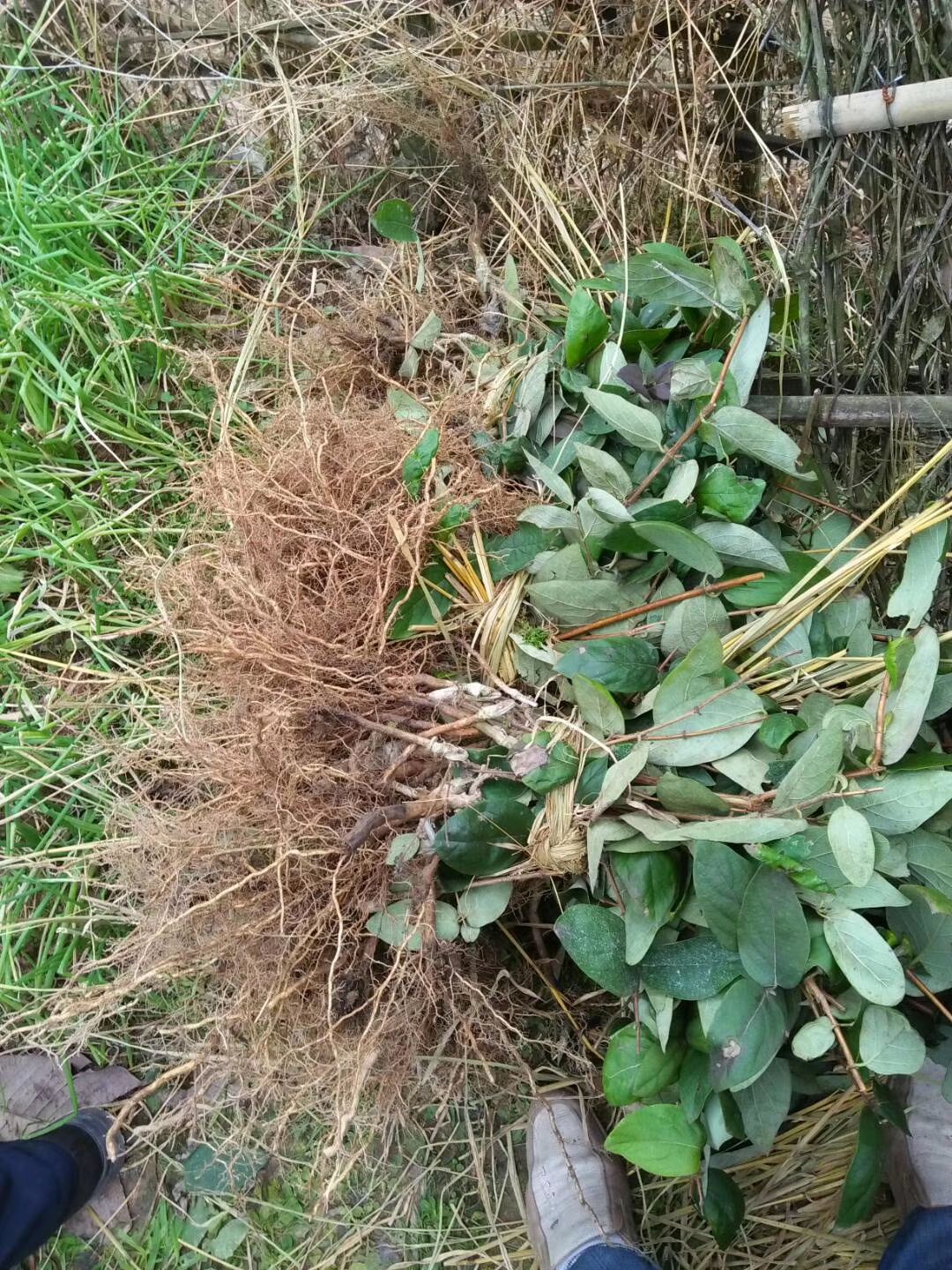 渝蕾1号金银花苗 20~30公分 南北均可 