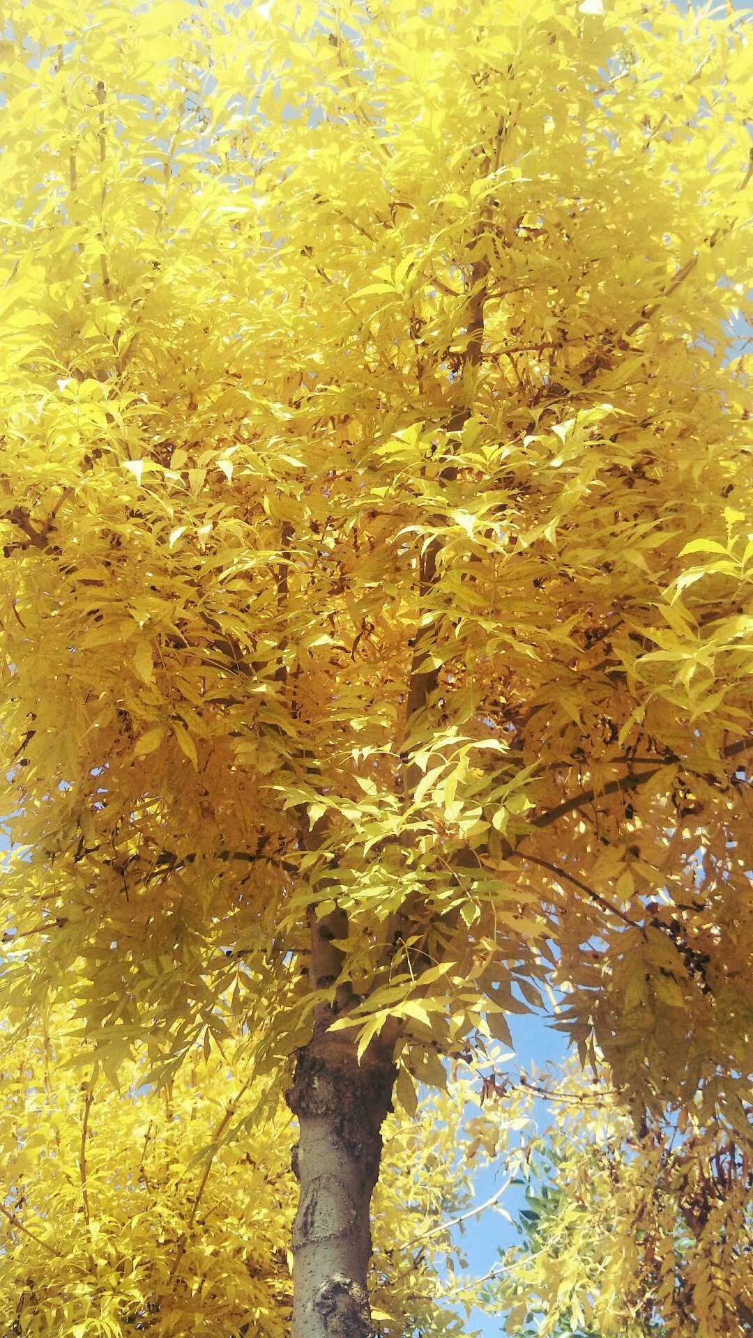 金枝白蜡  金枝白腊