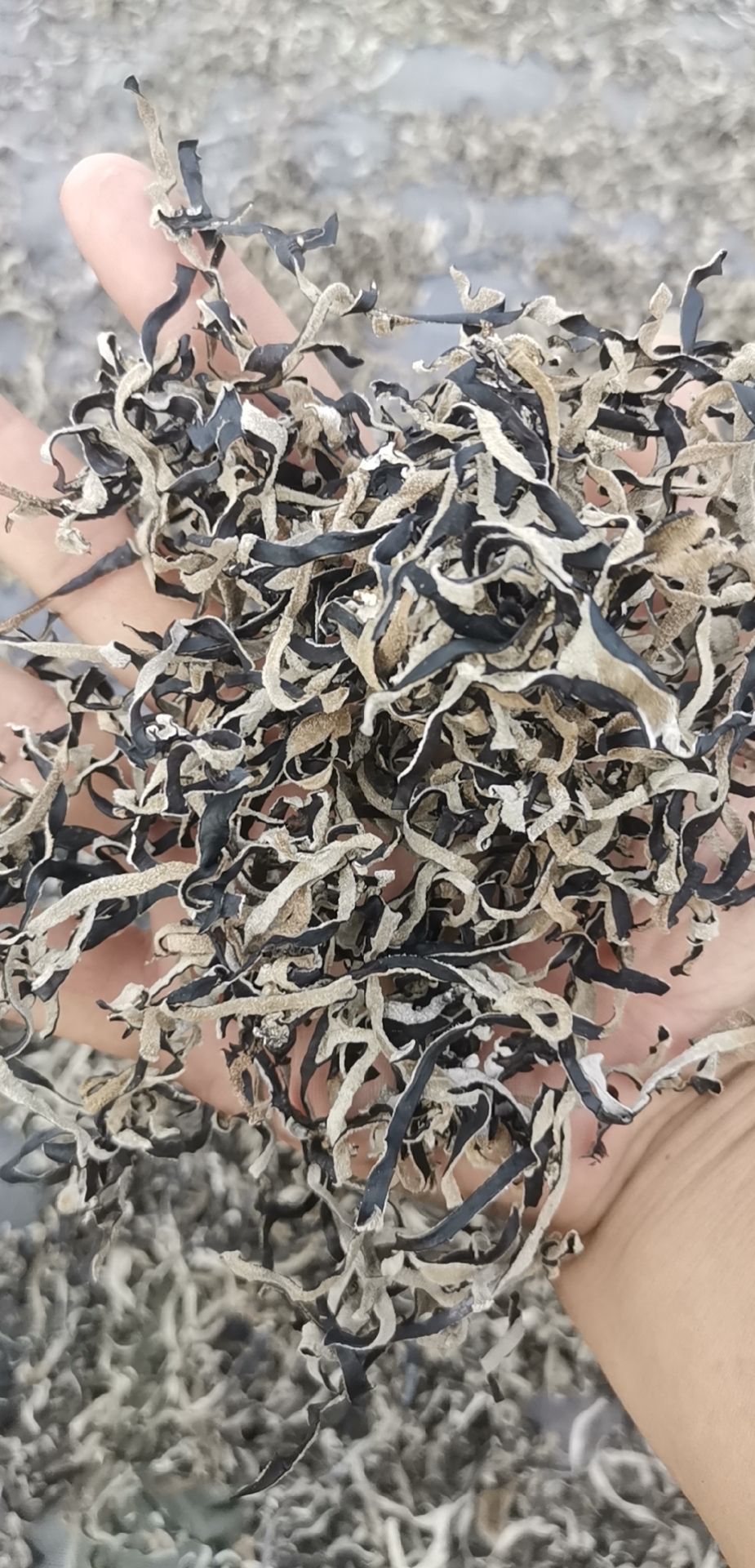 江苏木耳白背木耳丝  螺蛳粉配料 低价位木耳丝