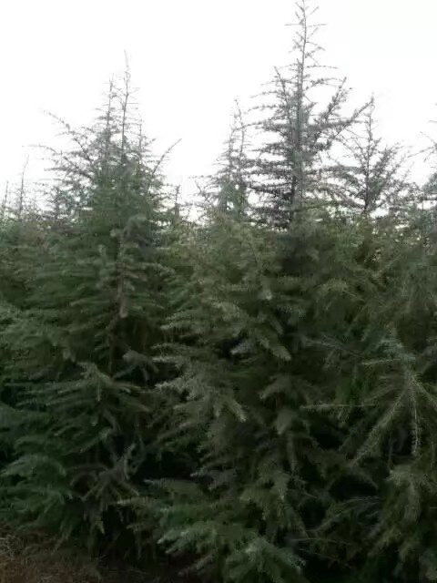 汝南县河南雪松 一米雪松