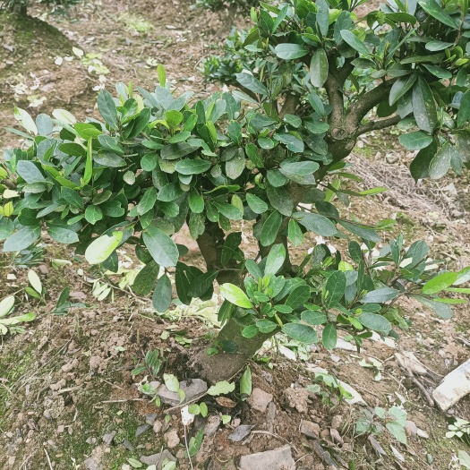 宜昌中华蚊母树 小叶蚊母盆景桩