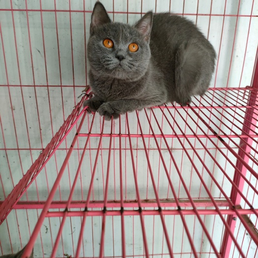 舞钢市蓝猫英国短毛猫一公一母，一年左右，保证健康，疫苗齐全。